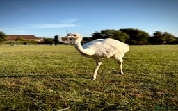Mixed Breed livestock for sale: White Rhea Chicks & Hatching Rhea Eggs - Image 5
