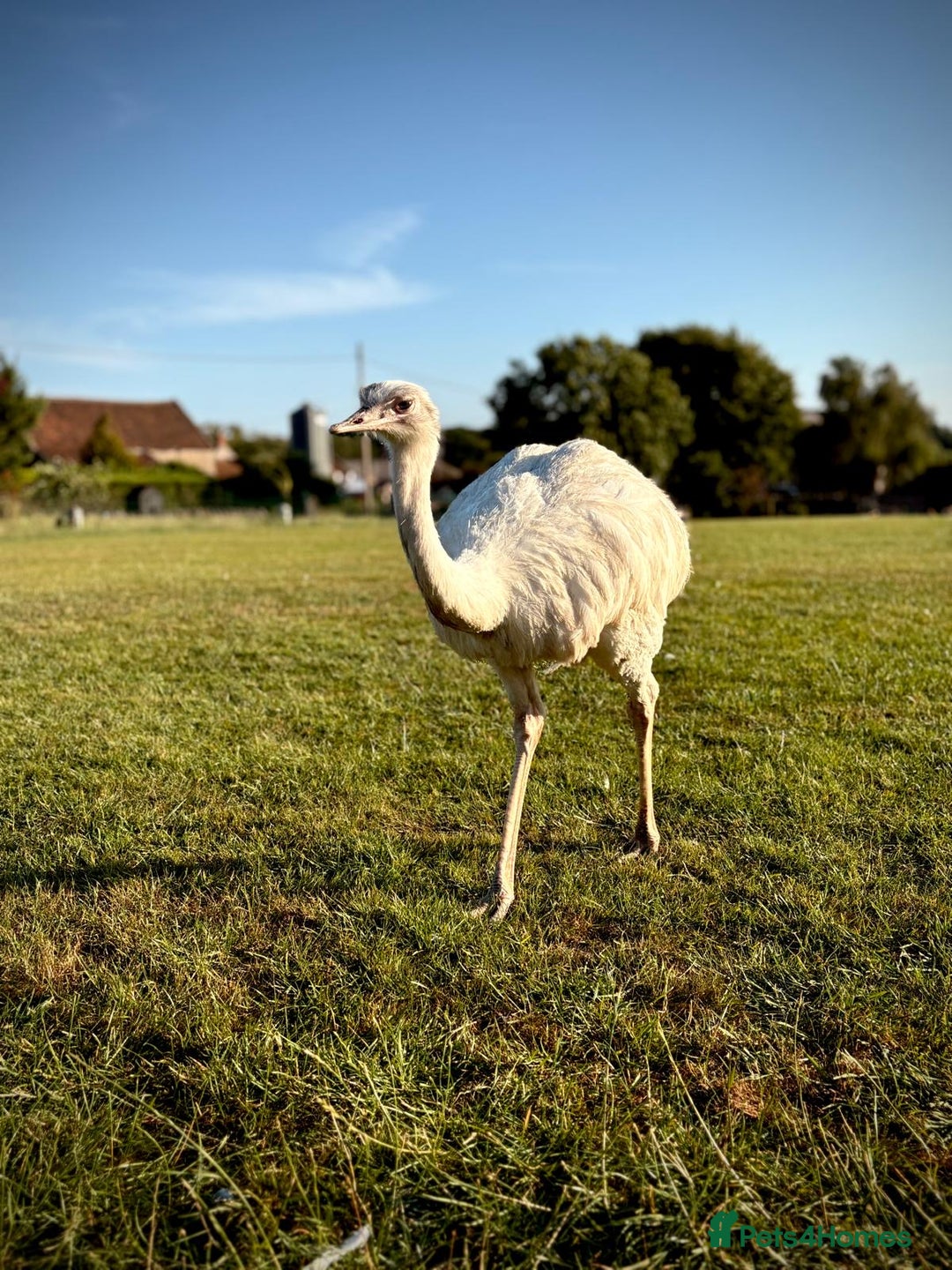 Mixed Breed livestock for sale: White Rhea Chicks & Hatching Rhea Eggs - Image 5
