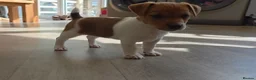 Jack Russell dogs for sale: Exquisite litter of Jack Russell Pups 🐾  - Advert 14