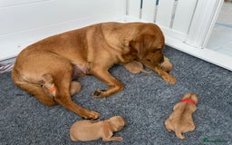 Labrador Retriever dogs for sale: Sweet❤️heart Labrador pups arriving soon! - Image 9