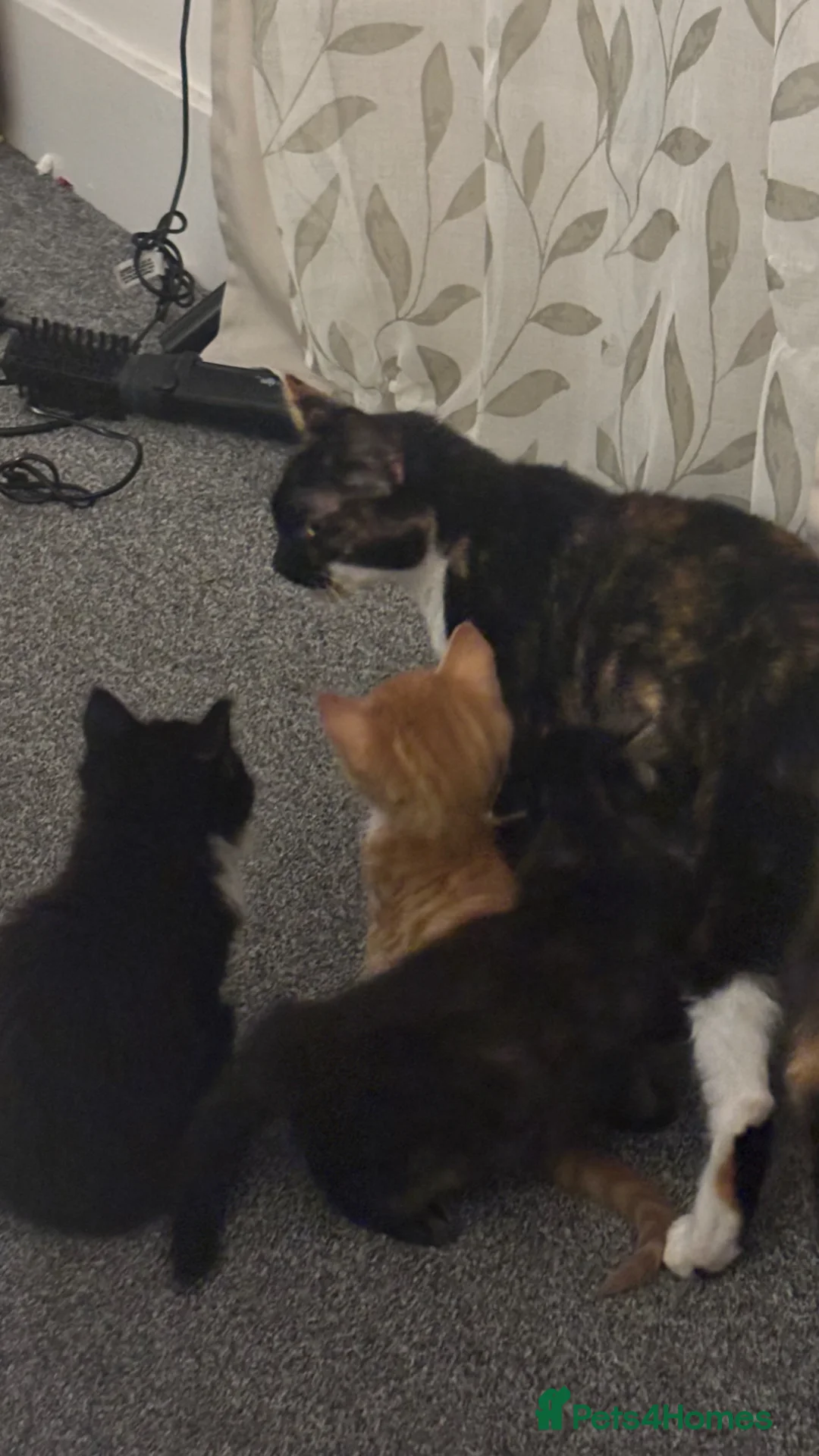 Mixed Breed cats for sale: Kittens ready to go - Advert 1