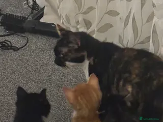 Mixed Breed cats Kittens ready to go - Advert 17