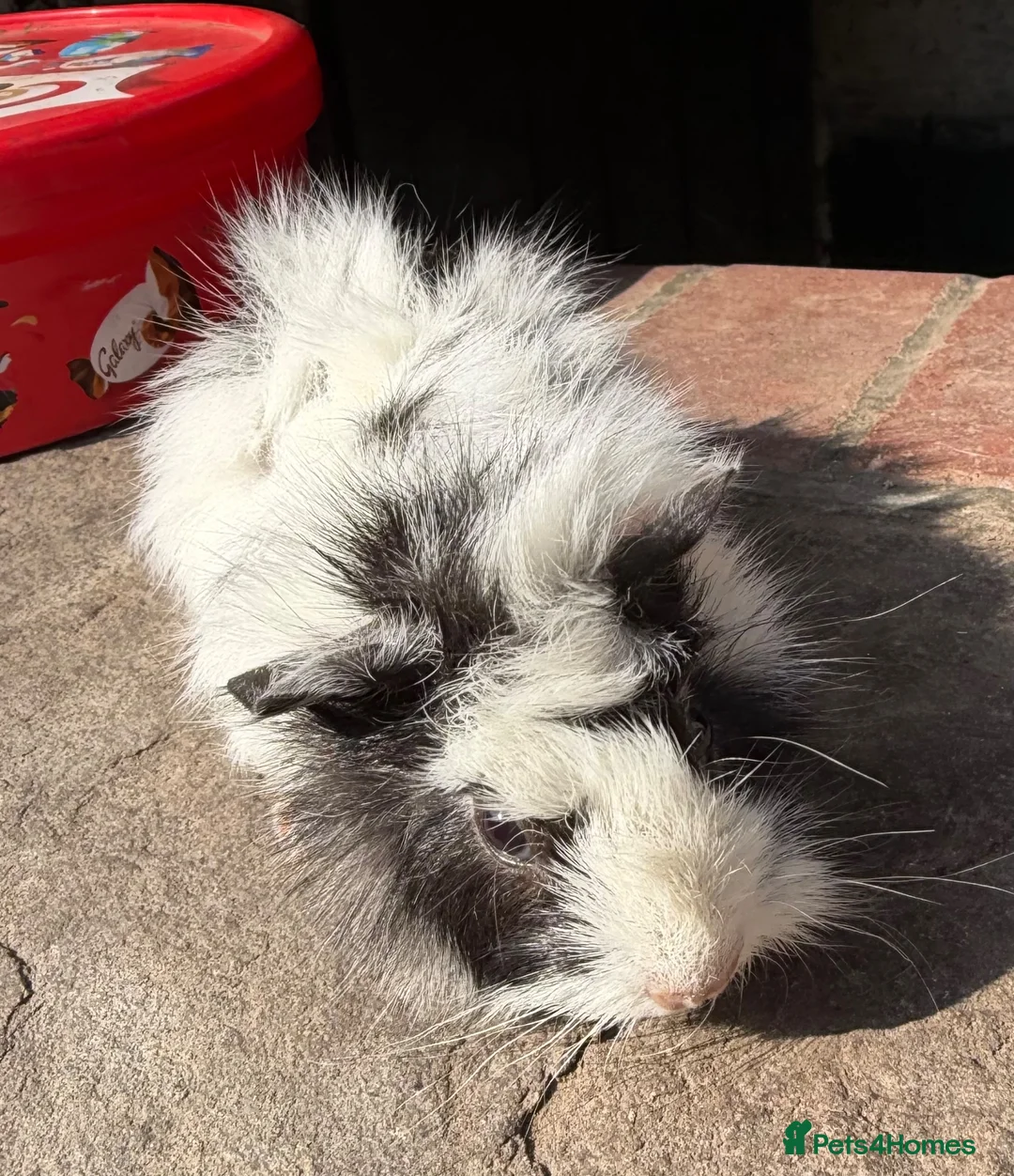 Guinea Pig rodents for sale: Gorgeous colourful guinea pigs - Advert 2