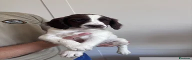 English Springer Spaniel 2