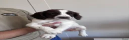 English Springer Spaniel dogs for sale: WORKING PURE SPRINGER SPANIEL PUPPIES  - Advert 7