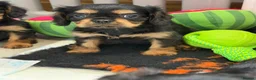 Cavalier King Charles Spaniel dogs for sale: Kennel club registered cavalier King Charles pups  - Advert 16