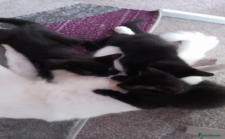 Mixed Breed cats - Advert 1