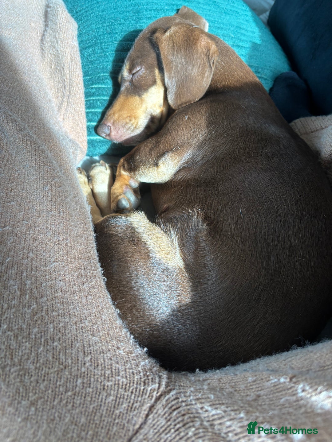 Dachshund dogs for sale: Rolo and Roxy are 3 years old and need a new home - Advert 17