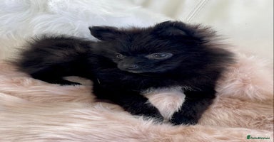 Pomeranian dogs - Advert 8
