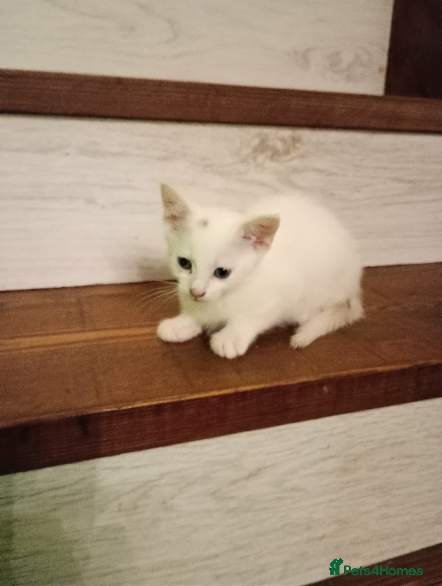 Turkish Van cats wonderful white cat - Advert 1