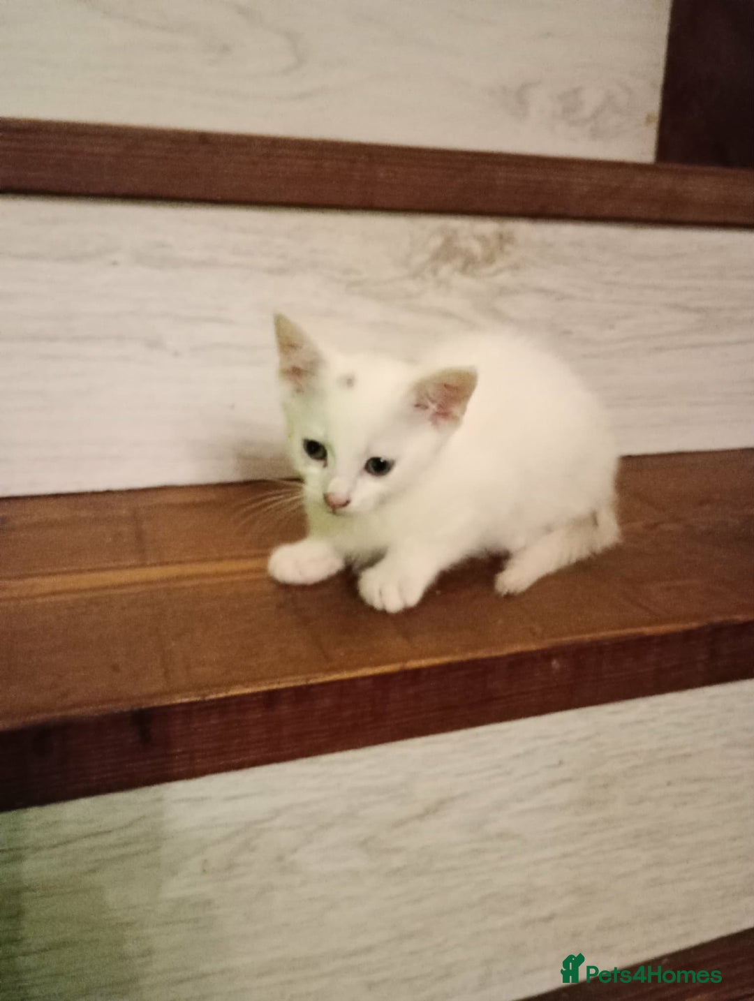 Turkish Van cats for sale: wonderful white cat - Advert 1