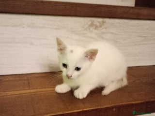 Turkish Van cats wonderful white cat - Advert 8