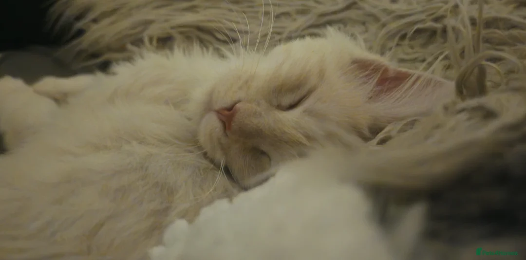 Maine Coon cats for sale: Male Maincoone kitten  - Advert 3