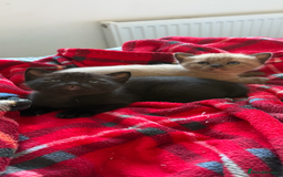 Burmese cats for sale: Burmese X Sisters  - Image 8