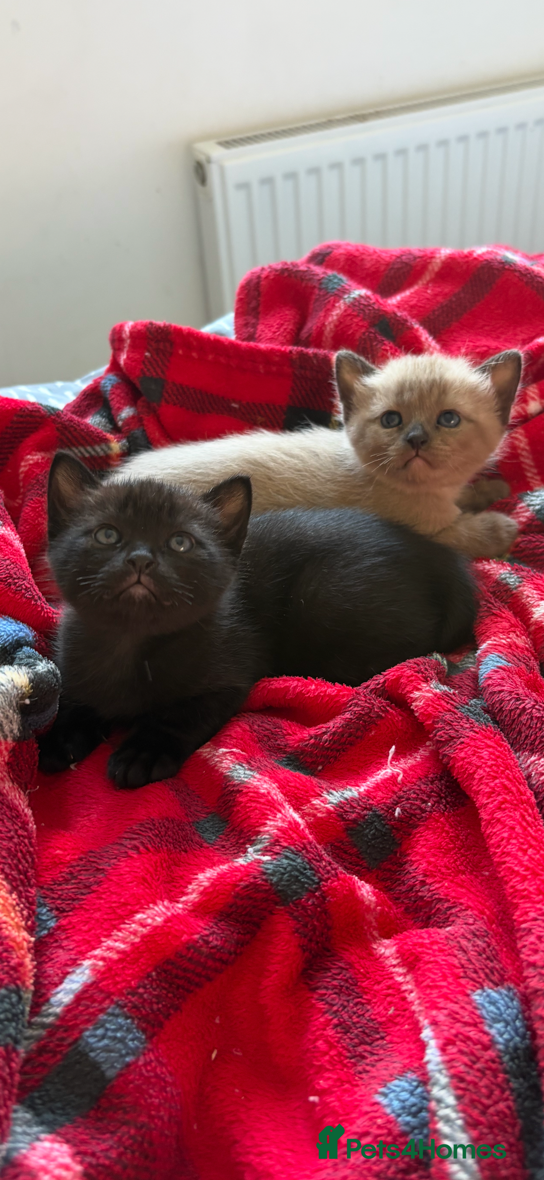 Burmese cats for sale: Burmese X Sisters  - Image 8