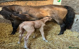 Welsh Section B horses for sale: sad sale of the most beautiful little dun mare! - Image 8