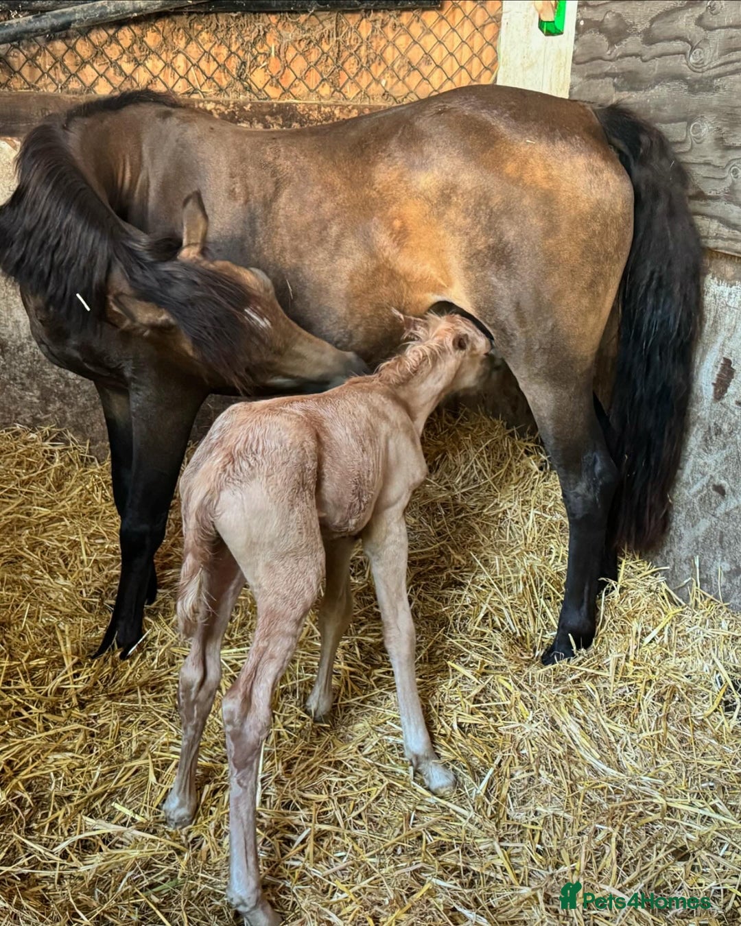 Welsh Section B horses for sale: sad sale of the most beautiful little dun mare! - Image 8