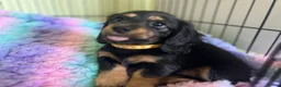 Miniature Dachshund dogs for sale: MINIATURE DACHSHUND PUPPIES  - Advert 16