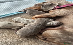 Miniature Dachshund dogs for sale: Beautiful litter of puppy’s  - Image 13