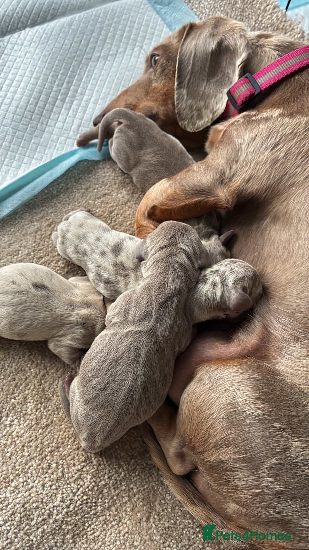 Miniature Dachshund dogs for sale: Beautiful litter of puppy’s  - Image 13