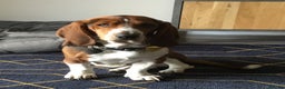 Basset Hound dogs for stud: Gorgeous basset hound  - Advert 2