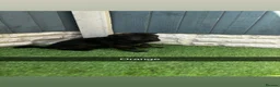 German Shepherd dogs for sale: KC Czech working line German shepherd puppies  - Advert 4