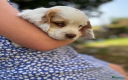 Clumber Spaniel dogs for sale: 3/4 clumber 1/4 cocker spaniel pups - Image 20