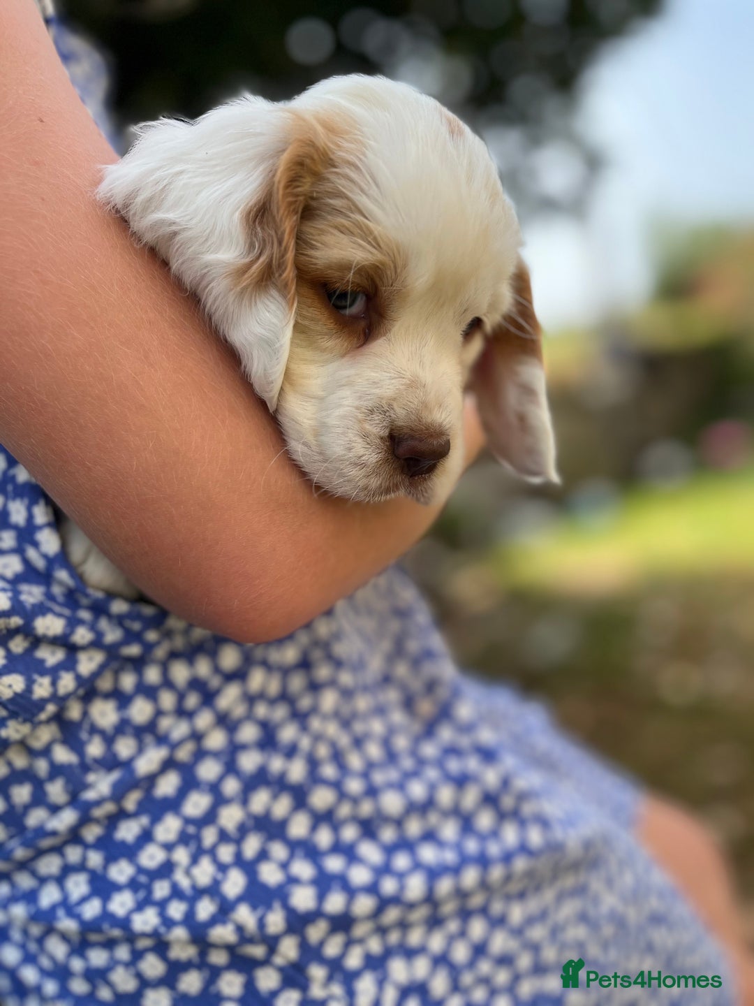 Clumber Spaniel dogs for sale: 3/4 clumber 1/4 cocker spaniel pups - Image 20