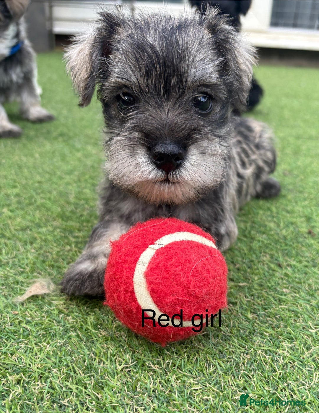 Schnoodle dogs for sale: Stunning litter of Schnoodle pups - Image 2