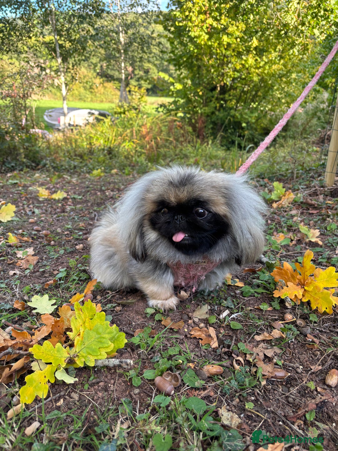 Pekingese dogs for sale: 1yr old beautiful Pekingese for sale - Advert 2