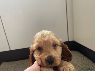 Cocker Spaniel dogs (1 left) Show type cocker spaniel puppies - Advert 4