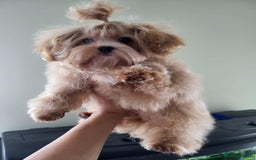 Maltipoo dogs for sale: Maltipoo puppys looking for loving home - Image 10