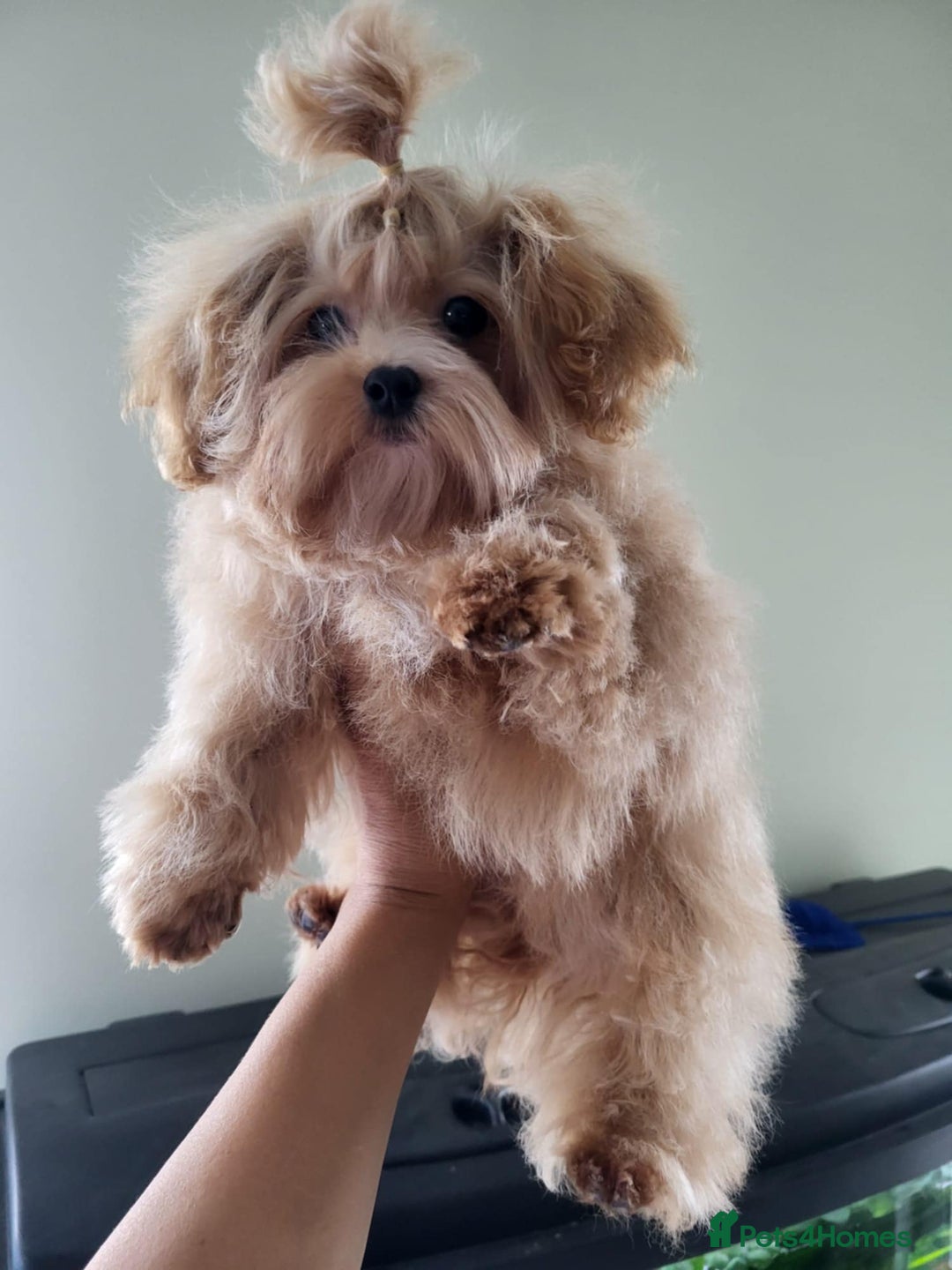 Maltipoo dogs for sale: Maltipoo puppys looking for loving home - Image 10