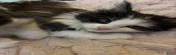 Maine Coon cats for sale: 2 sweet girls left* Maine Coon kittens Tica   - Advert 4