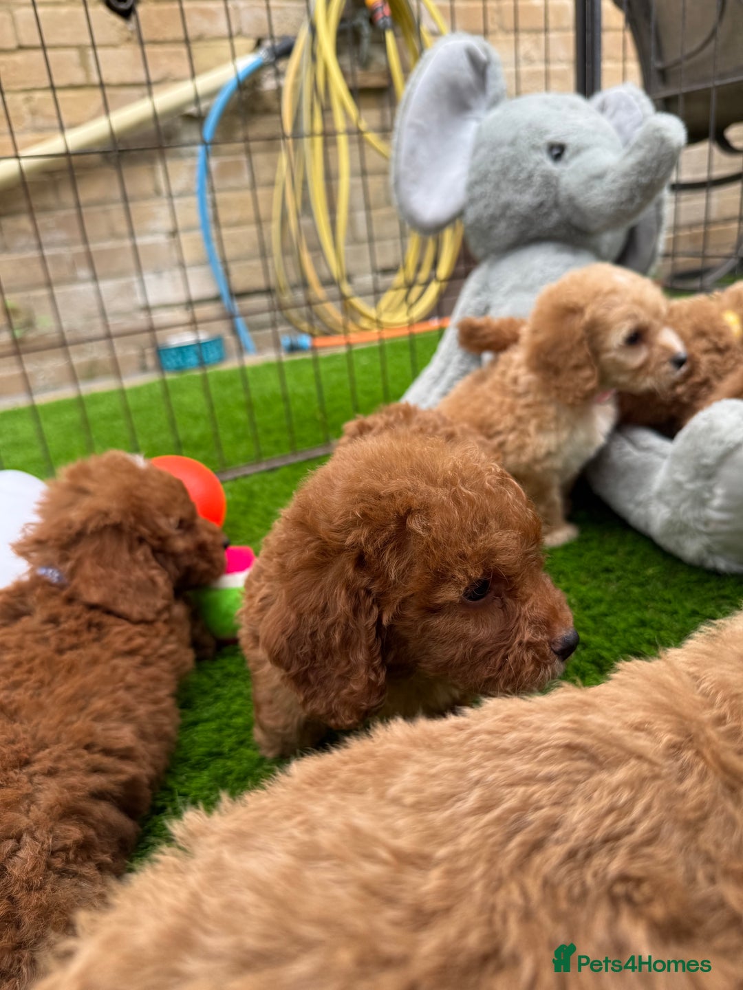 Cockapoo dogs for sale: Cockerpoo Puppies - Image 20
