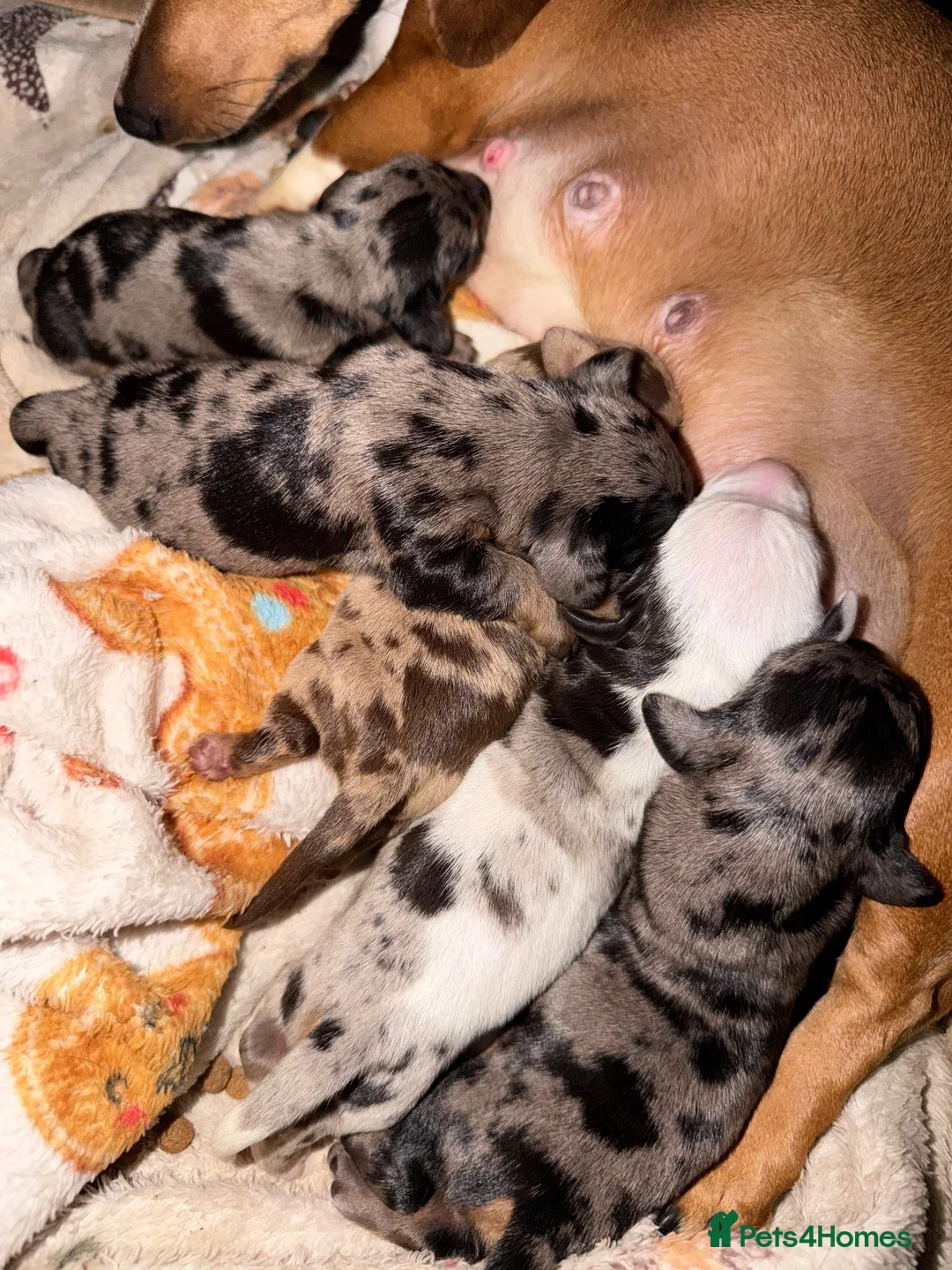 Miniature Dachshund dogs for sale: Stunning litter of miniature dachshund puppies  - Advert 2