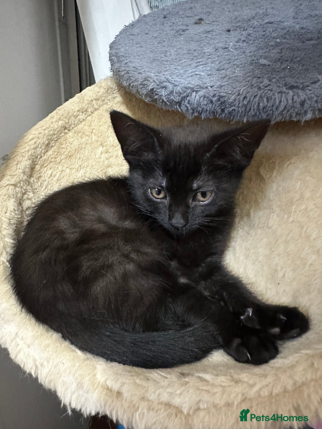 Mixed Breed cats for sale: ❤️ Burmese/White Russian Mixed (kittens) 4 Left - Image 10