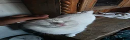 British Shorthair cats for sale: White pedigree British shorthair - Advert 5