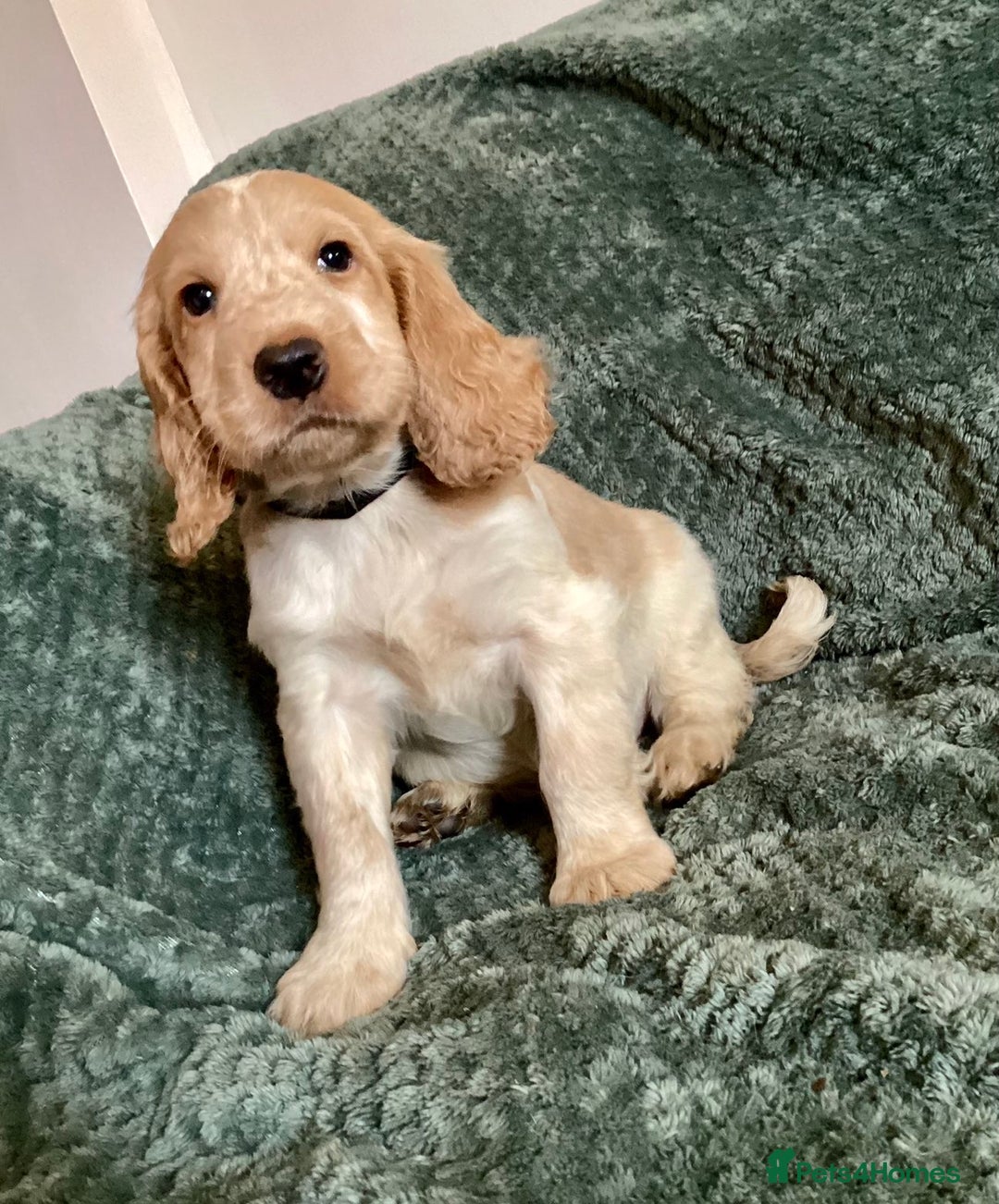 Cocker Spaniel dogs for sale: Cocker Spaniel Pups  - Advert 5