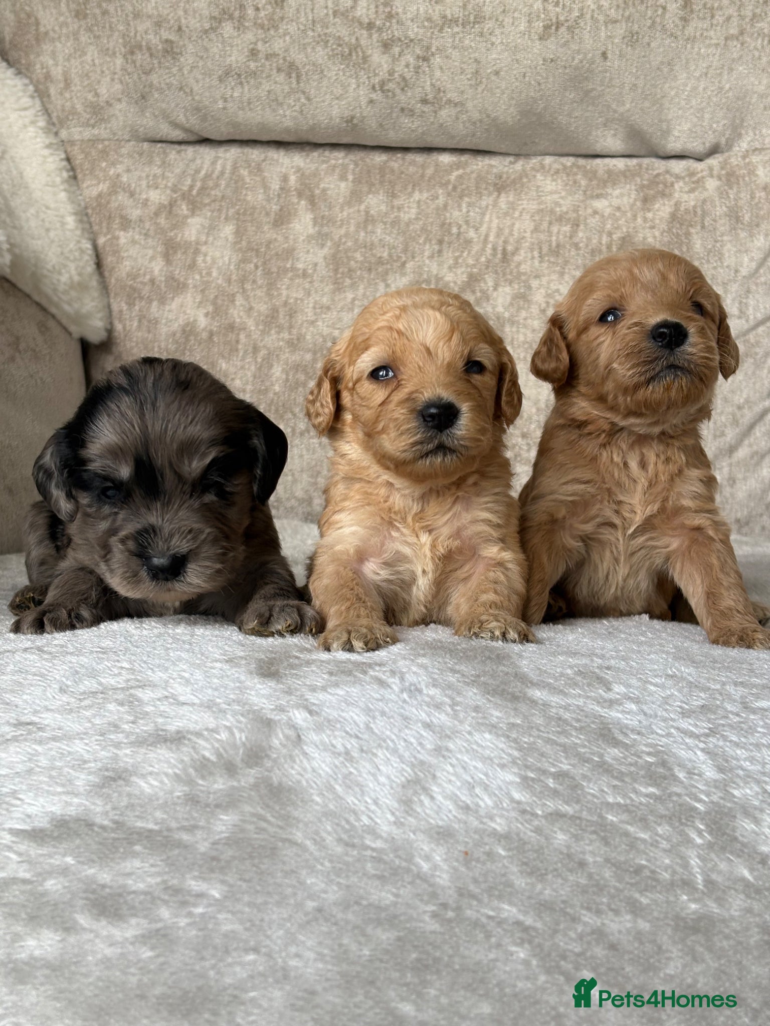 Cockapoo dogs Stunning F1 cockapoo puppies PRA FN clear - Advert 2