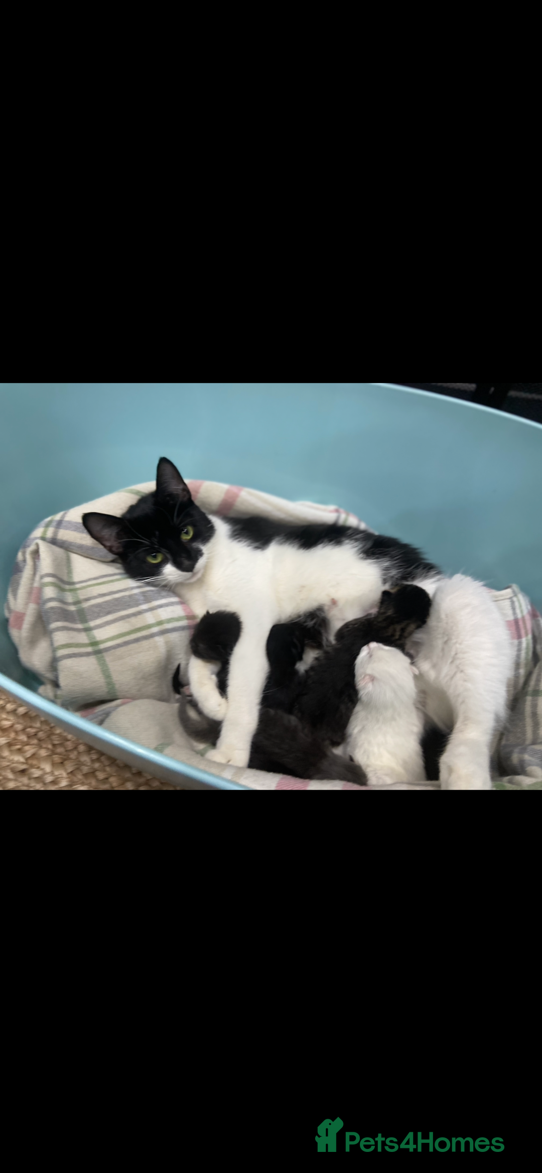 Mixed Breed cats for sale: 6 beautiful kittens ready for their new home.  - Advert 3