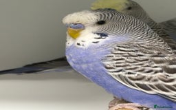 Budgerigars birds for sale: Beautiful baby budgies  - Image 1
