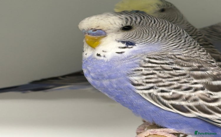 Budgerigars birds - Advert 10