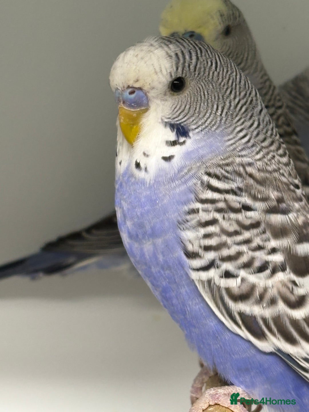 Budgerigars birds for sale: Beautiful baby budgies  - Image 1