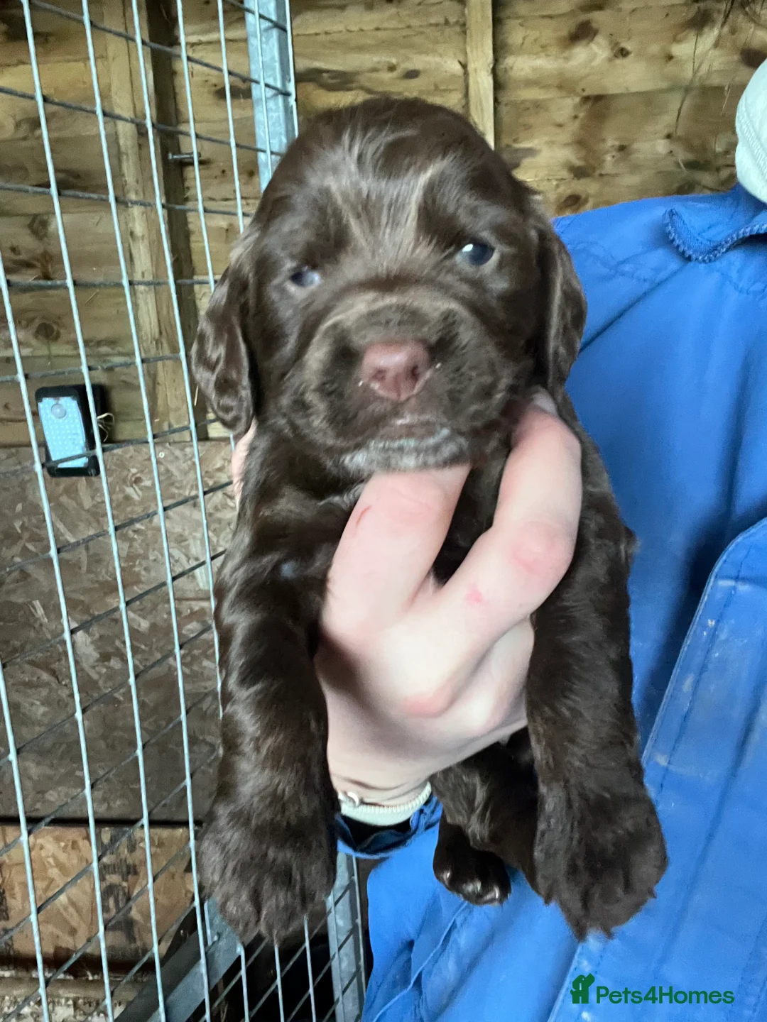 Sprocker dogs for sale: Lovely sprocker puppies  - Advert 1