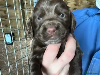 Sprocker dogs Lovely sprocker puppies - Advert 1