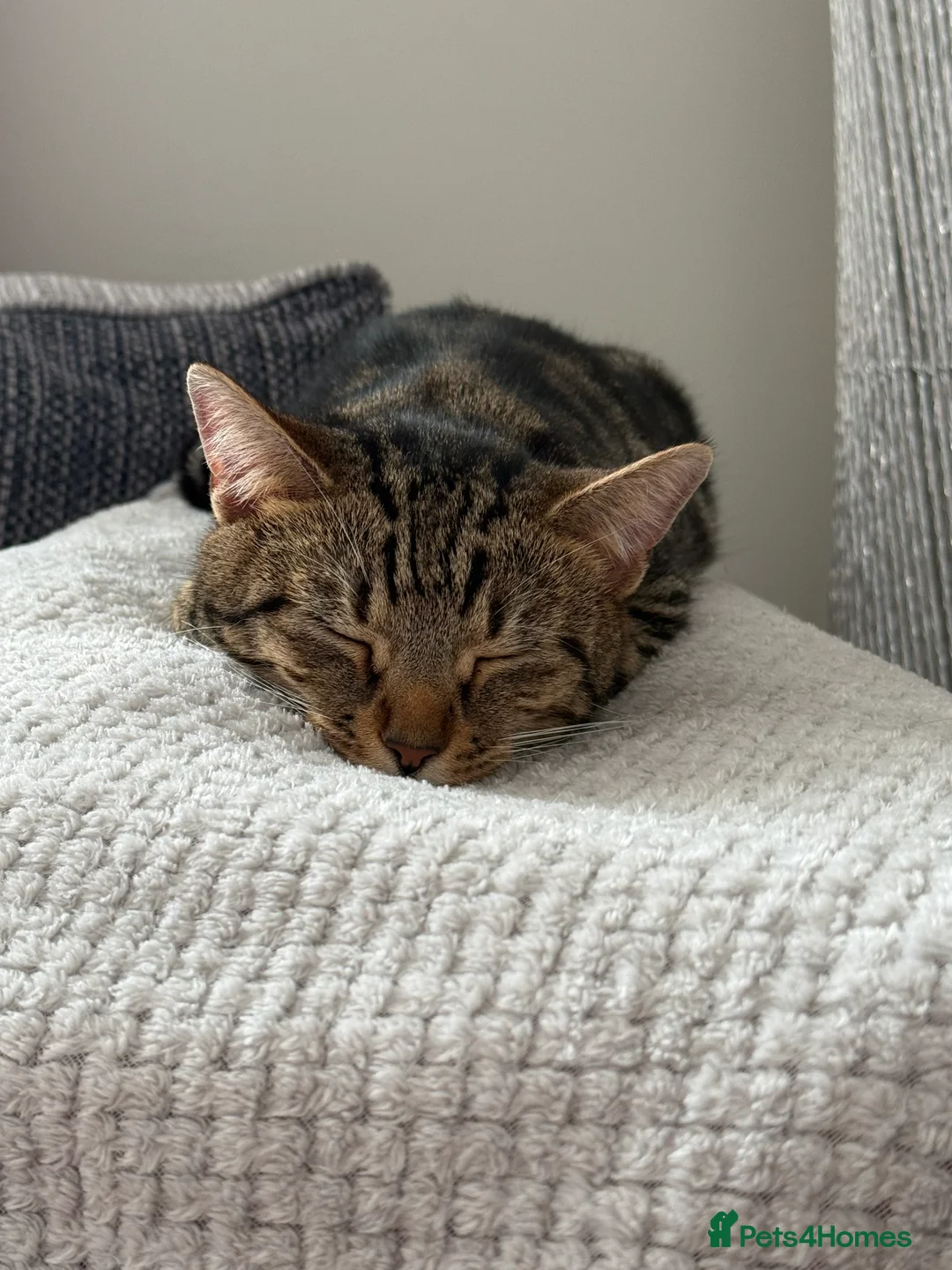Mixed Breed cats for sale: Bengal X kittens for sale (read advert) - Advert 1