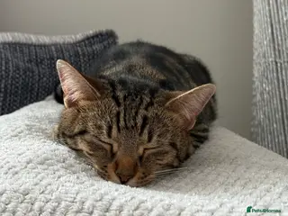 Mixed Breed cats Bengal X kittens for sale (read advert) - Advert 1