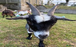 Goats livestock for sale: Pygmy Goats - Image 9