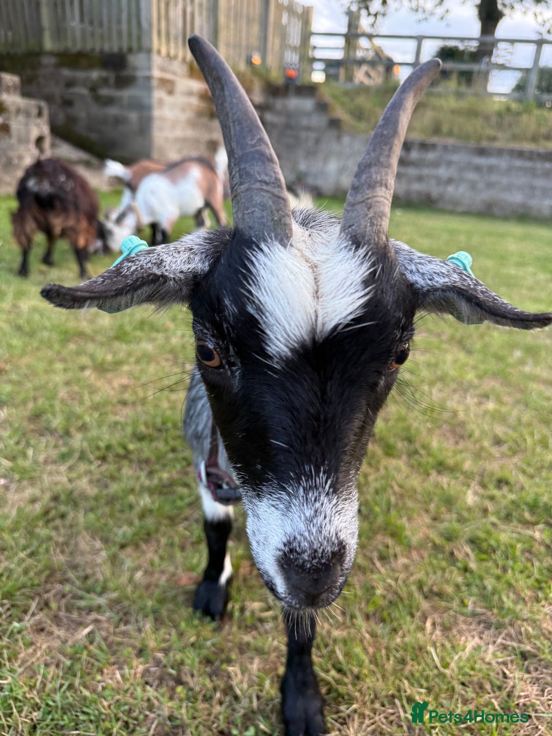 Goats livestock for sale: Pygmy Goats - Image 9